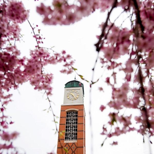 钟楼的前景是粉红色的树花.