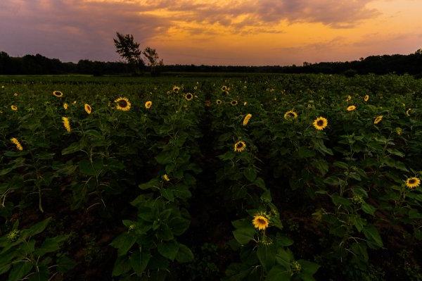 A wide view shows a field of yellow sunflowers with a warm glowing sky in the background