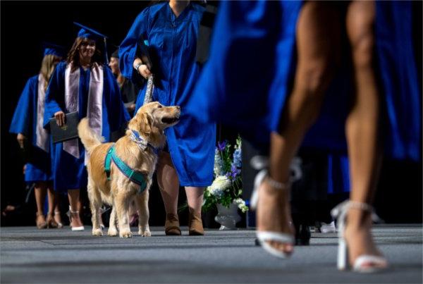  毕业典礼上，一只服务犬走过舞台.